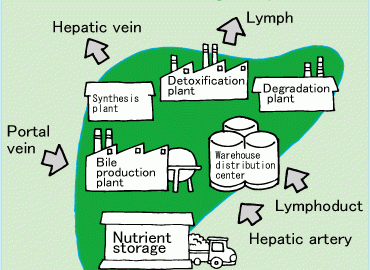 the-all-important-liver-and-back-pain