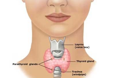 Thyroid