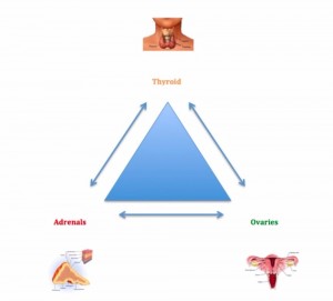 thyroid-adrenal-ovaries-testis-axis